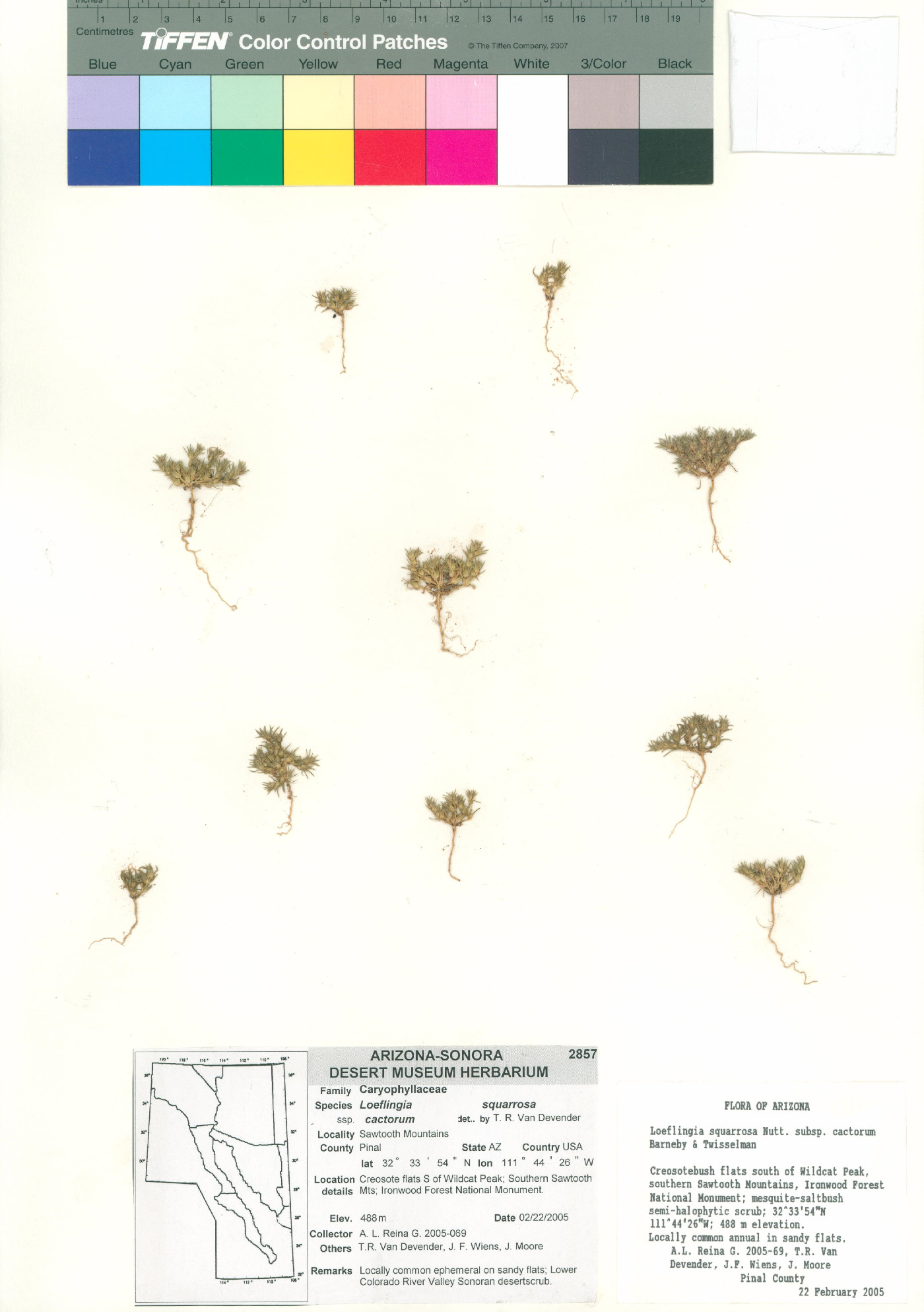 Loeflingia squarrosa subsp. cactorum image